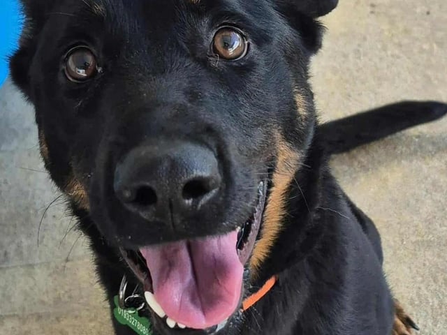 Milly is a 1-year-old German Shepherd cross full of energy and with a big, loving heart. She’s still learning and will thrive with consistent training and plenty of exercise. In return, she’ll shower you with kisses and grow into a loyal, devoted companion. If you’re ready for an energetic partner who will love you endlessly, Milly is eager to meet you!