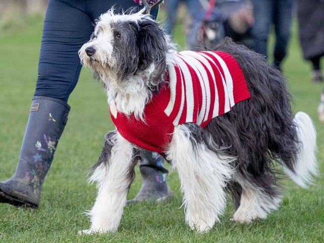 The popular event saw more than 100 dogs walked around Bradlaugh Fields in Northampton on Sunday (December 22).