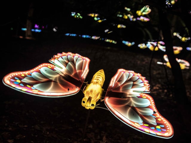 Take a look around the winter light trail, which is now open and will be until December 31.
