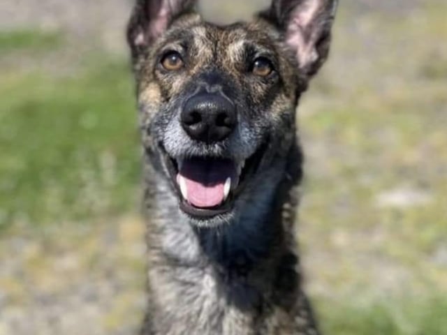 Sydney is a stunning two year old Lurcher lady who needs an active secure home where she will not he left alone for long hours. She would be fine with older sensible children. A home without cats and small furries would suit her better. Although she can be reactive to other dogs while on lead, she is ok with proper introductions.