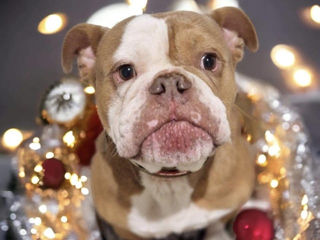 Tonx is a handsome four-year-old bulldog who loves to run, play and have fun. An active experienced home with older children would suit this boisterous boy best.