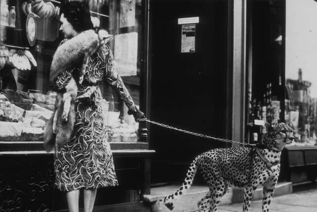 People had a very different attitude to big cats in decades gone by. Many people kept them as pets, this woman was pictured window-shopping in Earls Court, London, with a four-year-old cheetah. (Photo by B C Parade/Getty Images)