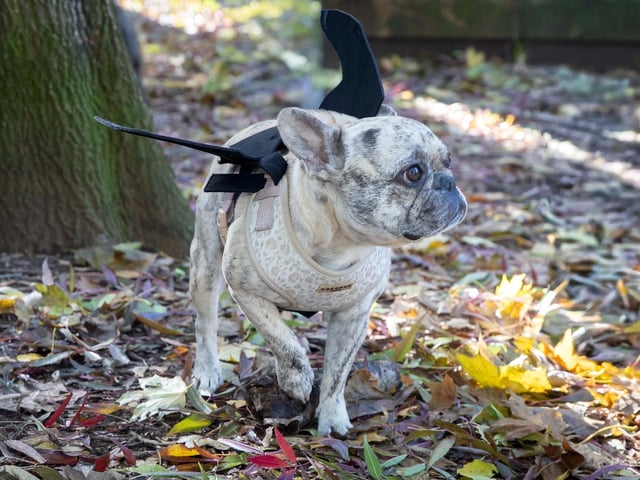 French Bulldog Meet & Walk Northamptonshire Halloween special