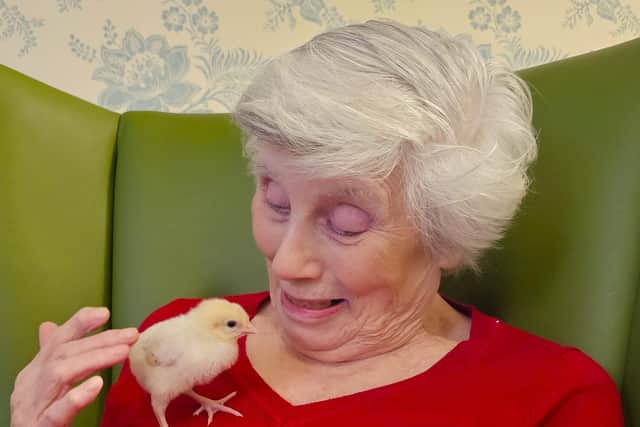 Living Egg Experience at Elm Bank Care Home in Kettering.
