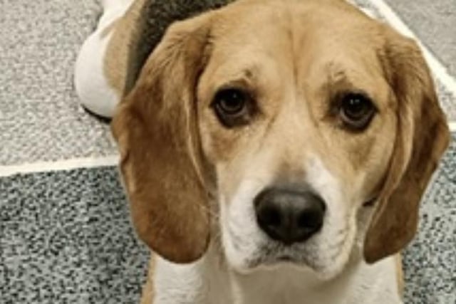 Meet Chase - a very handsome three-year-old Beagle boy, handed in by his family who could no longer keep him. Chase is a typical talkative Beagle, good with other dogs and sensible children aged over five years but he has never been socialised with cats or other small furry animals. He is housetrained and is used to being left alone for a few hours daily.