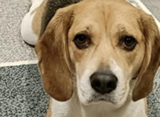 Meet Chase - a very handsome three-year-old Beagle boy, handed in by his family who could no longer keep him. Chase is a typical talkative Beagle, good with other dogs and sensible children aged over five years but he has never been socialised with cats or other small furry animals. He is housetrained and is used to being left alone for a few hours daily.