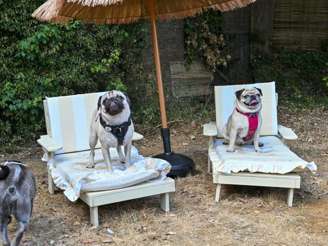 Pugs and their owners travelled across the country to be part of the occasion, which takes inspiration from Coachella festival and returned to Northampton on Sunday (August 23) with a pool party theme.