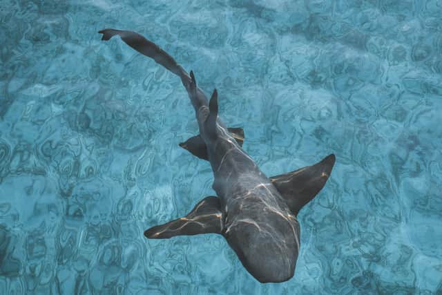 A nurse shark off the stern of a sailboat in The Bahamas