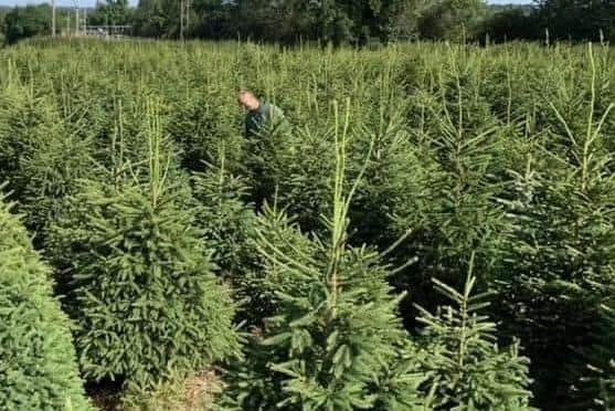 Now Christmas is over, the couple will put Tree Buddy on hold until next July when they begin looking at trees for 2024 and booking events into the diary.