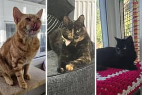 Animals In Need currently has more than 70 cats in its care