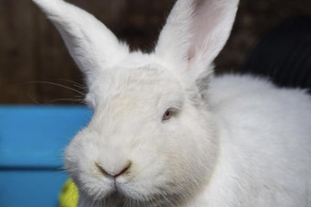 A large two-year-old New Zealand White girl who rescued from awful circumstances and now needs large a quiet home with a neutered husbun.