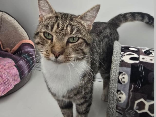 TK is a handsome tabby and white chap, around 18 months old. He had been straying for some time and would now love a comfy home with a family of his own. TK isn’t keen on other cats or dogs but would be happy living with sensible children.