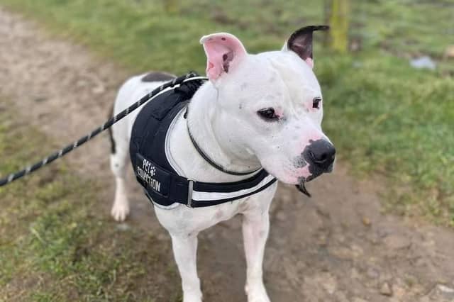 Animals in Need Northamptonshire