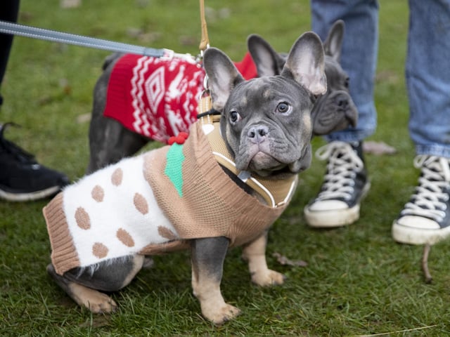 The French Bulldog Meet & Walk group’s Christmas walk at Hunsbury Hill Country Park on Sunday December 4, 2022.