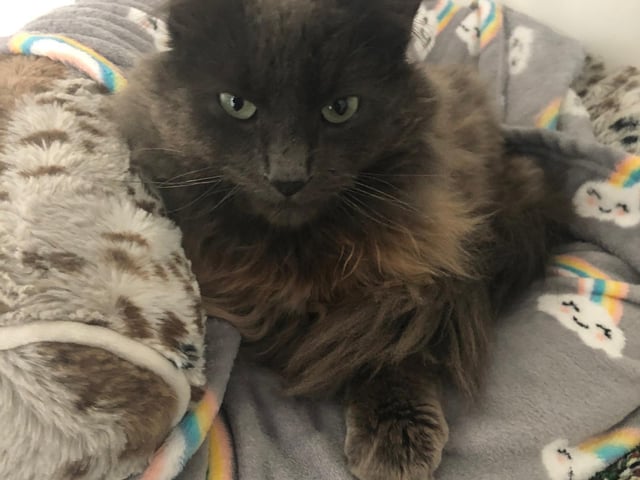 Annie said: "Benedict is a handsome three year old male who was hanging round as a stray for some time. He is super-friendly with people but would prefer not to live with other cats or dogs. A home with a nice safe garden away from any busy roads is essential."