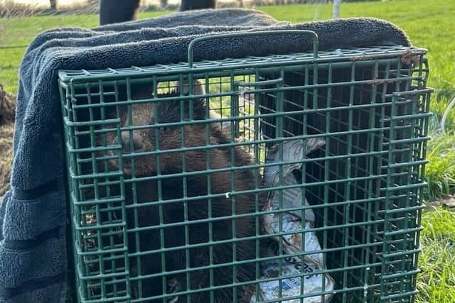 Badger rescued from netting & contained in cage