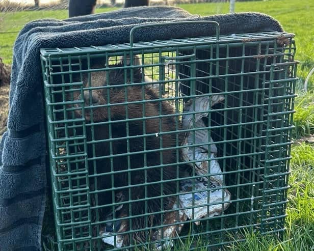 Badger rescued from netting &amp; contained in cage