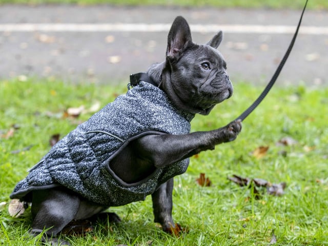 Around 60 French Bulldogs dressed up in spooky costumes for a special walk at Hunsbury Hill Country Park on Sunday (October 29).