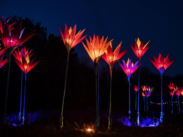 The Winter Light Trail at Delapre Abbey from November 18, 2022 to January 2, 2023.