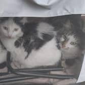 The cats and kitten were abandoned in Brixworth. Photo: RSPCA Northamptonshire Branch.