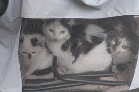 The cats and kitten were abandoned in Brixworth. Photo: RSPCA Northamptonshire Branch.
