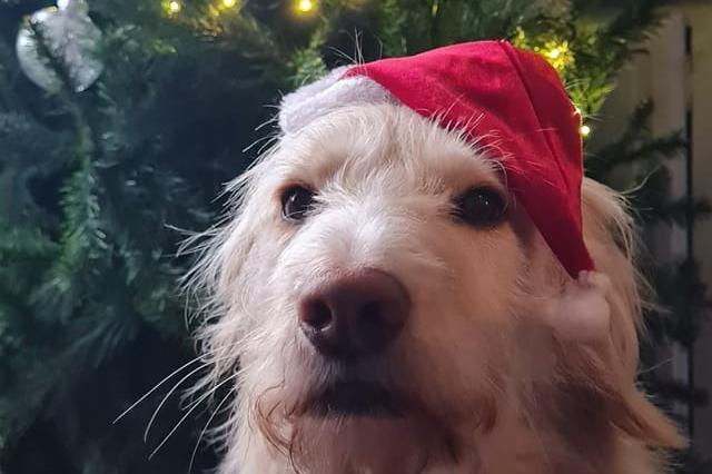 Zepp "helped with the tree".