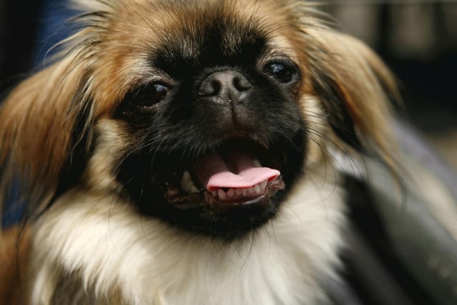 The Pekingese was bred as a lap dog for the Chinese Imperial Court - and has exactly the right amount of brains to carry out that task.