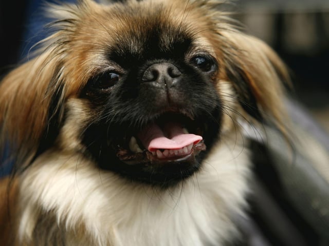 The Pekingese was bred as a lap dog for the Chinese Imperial Court - and has exactly the right amount of brains to carry out that task.