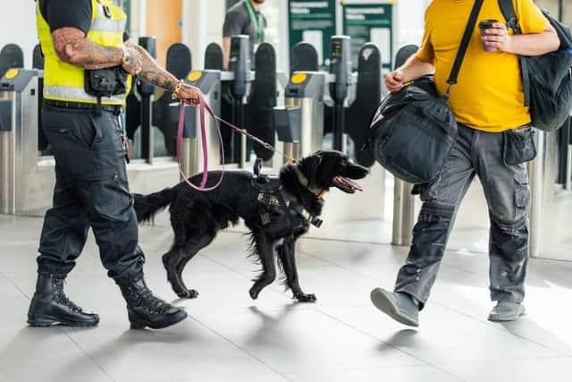 Sniffer dog Hulk and his handler in action.