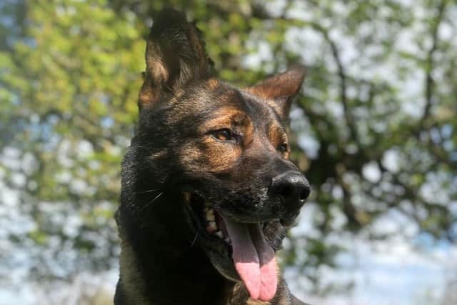 PD Olly helped to a arrest a suspect in Northampton.