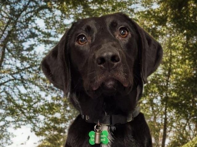 Part of a crazy-happy bunch of five-month-old Labrador cross pups are full of love and bursting with energy! They’re affectionate, eager to learn, and would thrive in an active home committed to puppy training. A pawfect match for adventure!
