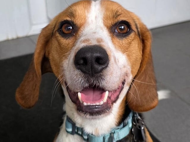 Mac is a two-and-a-half-year-old Beagle. Typical of the breed, he is super high-energy and needs an active home. He is still under assessment, but the team are taking enquiries.