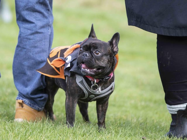 Around 60 French Bulldogs dressed up in spooky costumes for a special walk at Hunsbury Hill Country Park on Sunday (October 29).