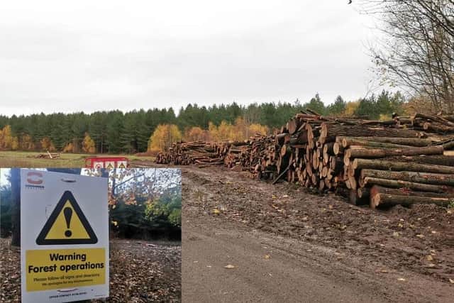 Photo taken on November 26, 2022 shows many of the felled trees lined up in the middle of the firs.