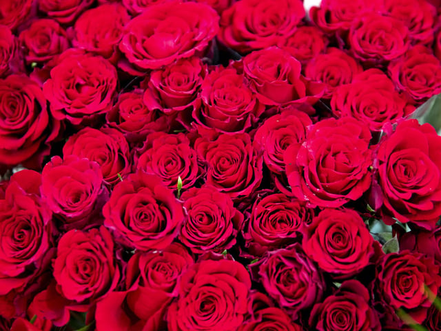 A bunch of red roses can be purchased for as little as £7 from Tony Jones Florist.