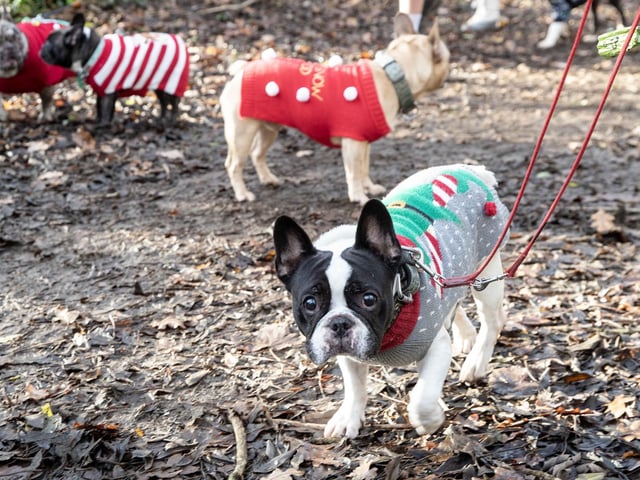 Around 60 French Bulldogs dressed in festive outfits for the annual Christmas walk at Hunsbury Country Park on Sunday December 15.
