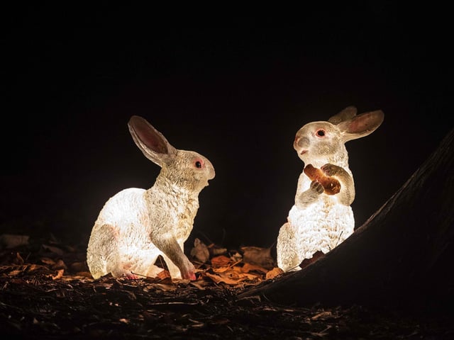 Take a look around the winter light trail, which is now open and will be until December 31.