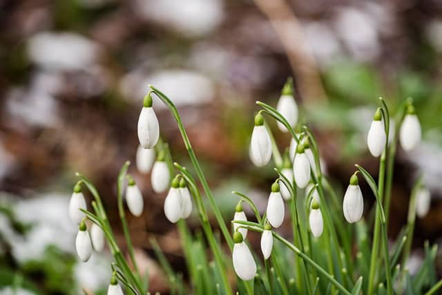 Snowdrops