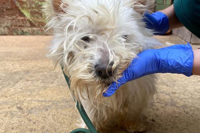 Sadly, the dog had to be put down.