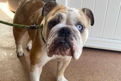 Harper is a three year old female Bulldog. She has skin issues typical of the breed, and is currently on single-source protein and grain-free food. She is vocal when left alone, so may have separation anxiety. She is good on the lead, but may need house-training. A breed-experienced home is required.