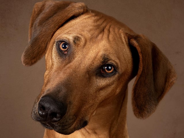 Millie, a 14-month-old Rhodesian Ridgeback, pictured by Caroline.