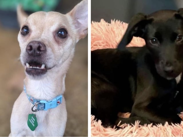 Here are six abandoned but adorable rescue dogs looking for a forever home this week