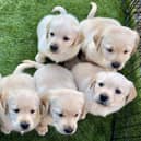 Hobnob's litter