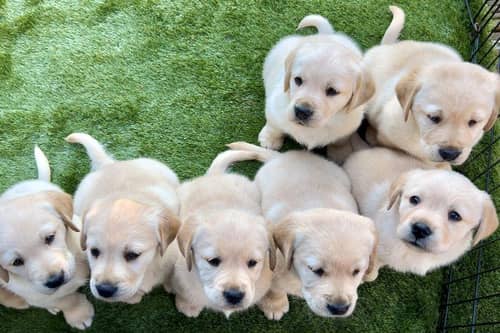 Hobnob's litter