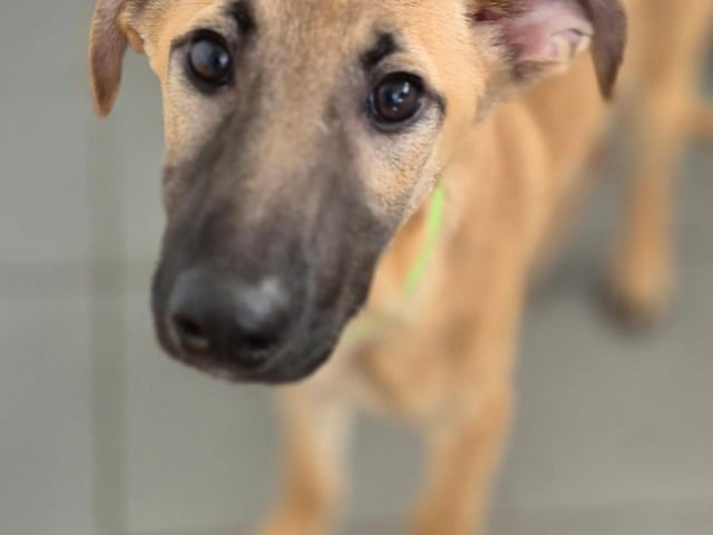 One of three five-month-old Lurcher pups came to us from a council pound. Happy, confident, dog-friendly, and full of potential - but they’ll definitely need some training to become their best selves!