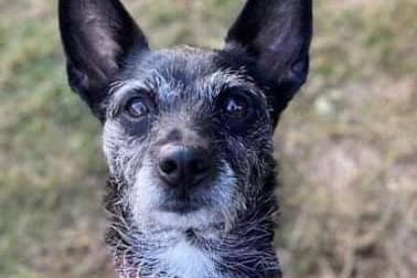 Pixie came to Animals In Need from a council pound absolutely broken but she has really turned a corner. She has had a sad existence and was really scared to be touched.
Now, in her own time, she loves fuss and attention and is really showing an affectionate side. An experienced, quiet home with an active, mature and patient person would be ideal. Pixie does seem to prefer men. Pixie is spayed, vaccinated, ID chipped and parasite treated. She will leave the charity with four weeks free insurance, a pedigree rehome pack and a behaviour session with Nathan Watson Dog Behaviour.