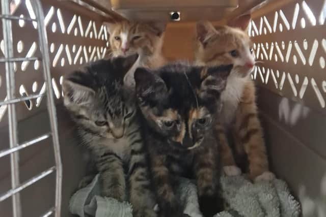 These kittens were dumped outside Overstone Scout Hut in Northamptonshire
