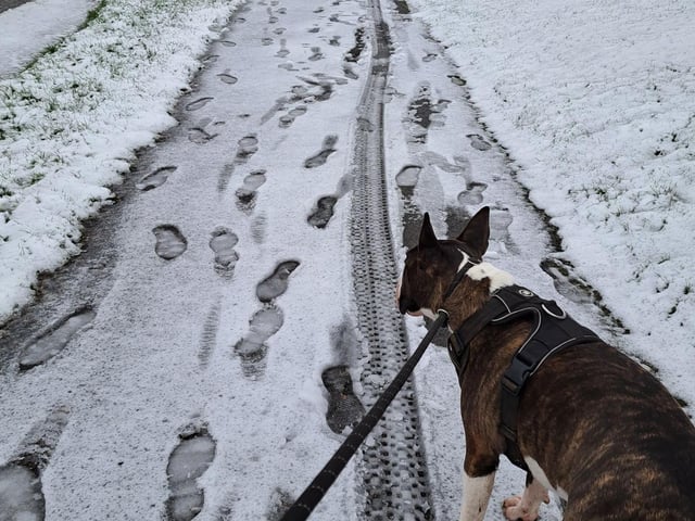 Another dog enjoying a snowy walk.