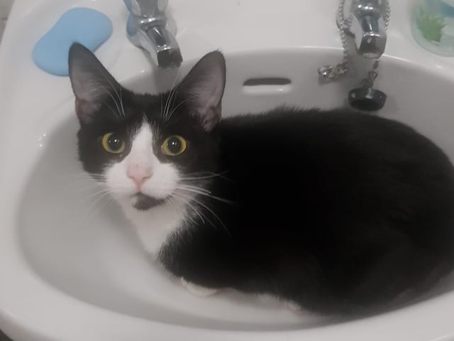 "Don't talk to me, don't pet me, don't even think about trying to move me. I want to stay here and silently judge whilst you pee."