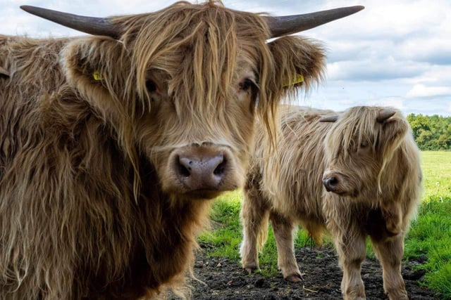 Residents can meet the wonderful Highlands up close and personal at the Northamptonshire family-run farm.